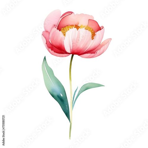 Garden peony  watercolor illustration. A beautiful blooming flower with a stem  delicate pink petals  leaves. Elegant vintage plant  botanical clipart isolated on white. For cards  invitations  print