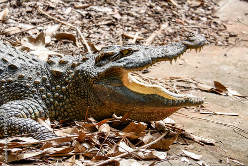 Close-up of a dark green alligator in the nature, with sharp teeth and fierce eyes, surrounded by dry nature, showcasing its dangerous predator characteristics photo