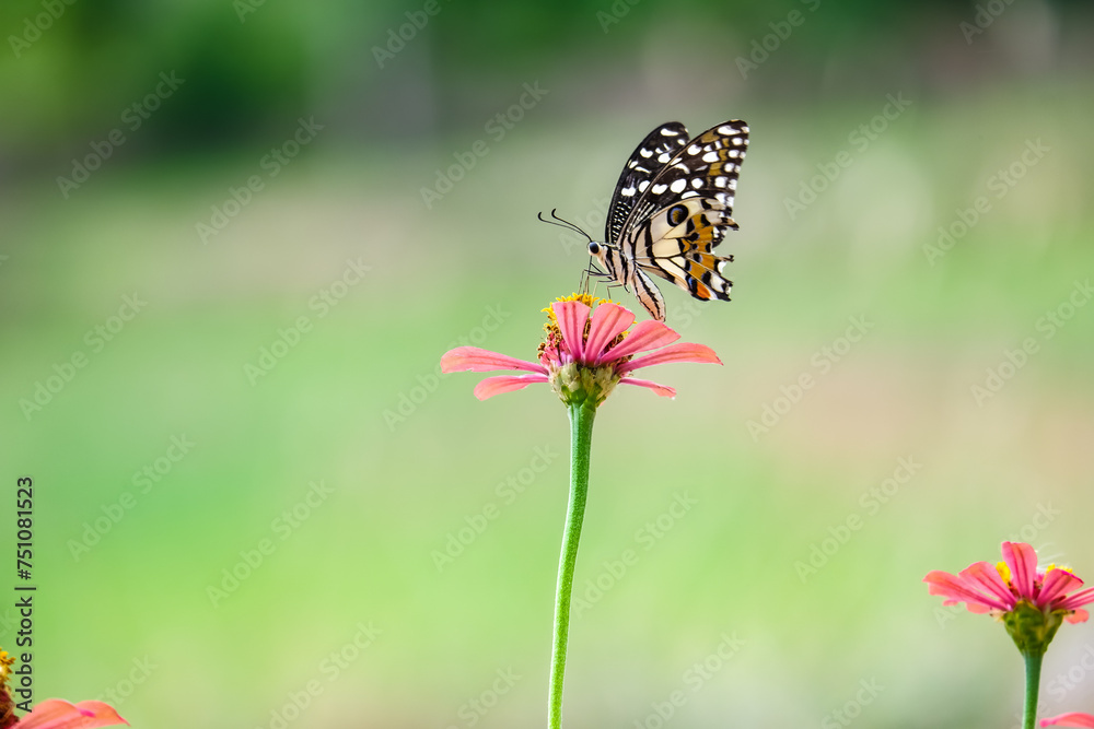 butterfly on a zinnia pink flower butterfly on a zinnia pink flower
