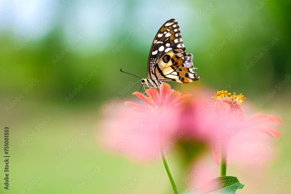 butterfly on a zinnia pink flower