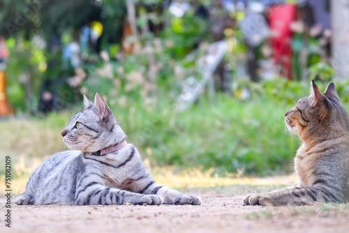 Two Tabby grey cat perched on ground and tree in garden, gazing with cute, curious eyes photo