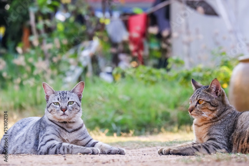 Two Tabby grey cat perched on ground and tree in garden, gazing with cute, curious eyes photo