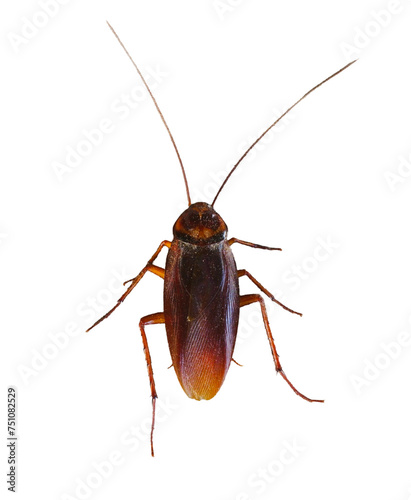 Close-up view of brown winged cockroach isolated on Transparent background.