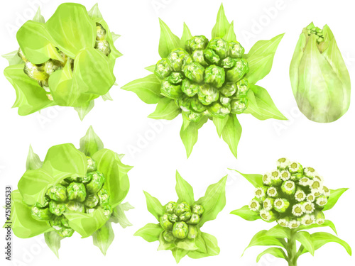 蕗の薹（フキノトウ）のイラストセット