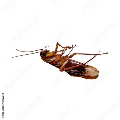Close-up view tip over of brown winged cockroach isolated on Transparent background.
