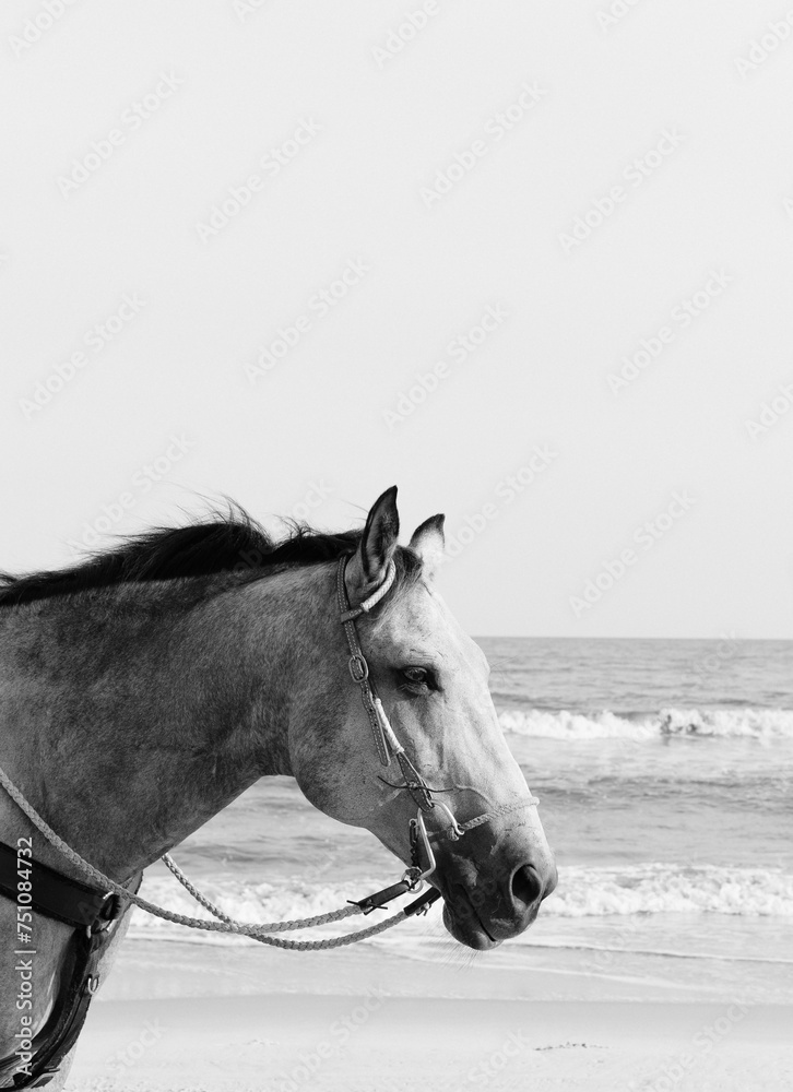 Horse at the beach Horse at the beach