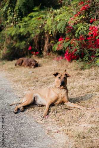 Dogs rest on the roadside.