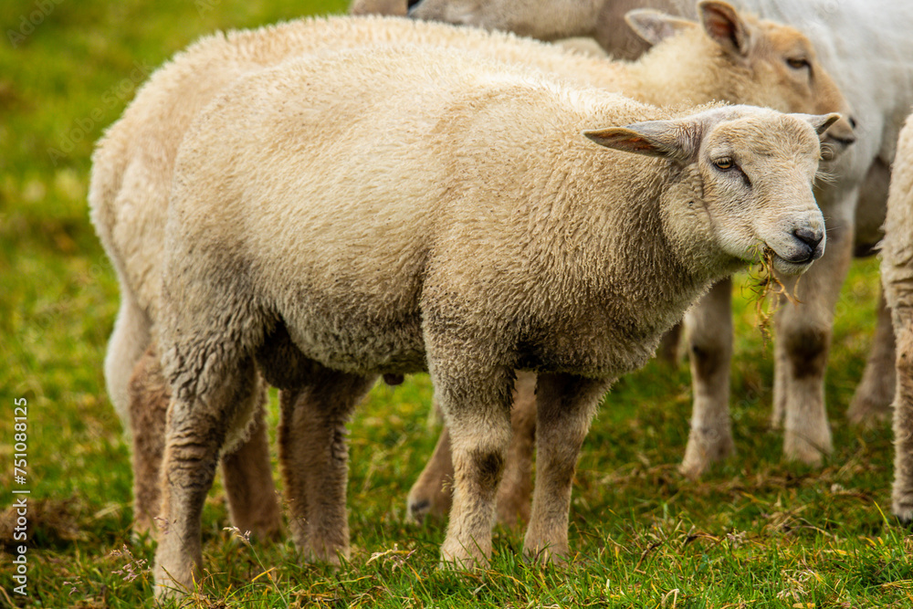 Sheep grazing grass in the meadows of Ireland. Sheep grazing grass in the meadows of Ireland.