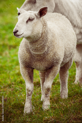 Young lamb with a herd in the pastures of Ireland.