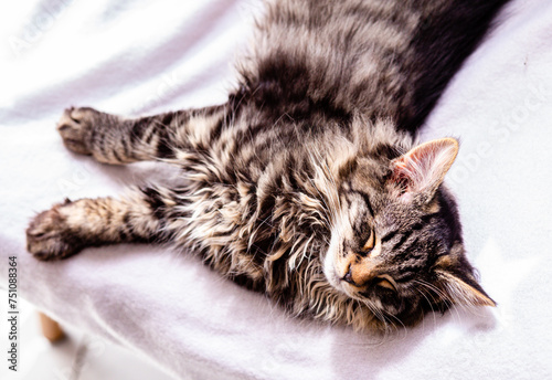 Cute kitten sleeping while stretched out on the white chair.