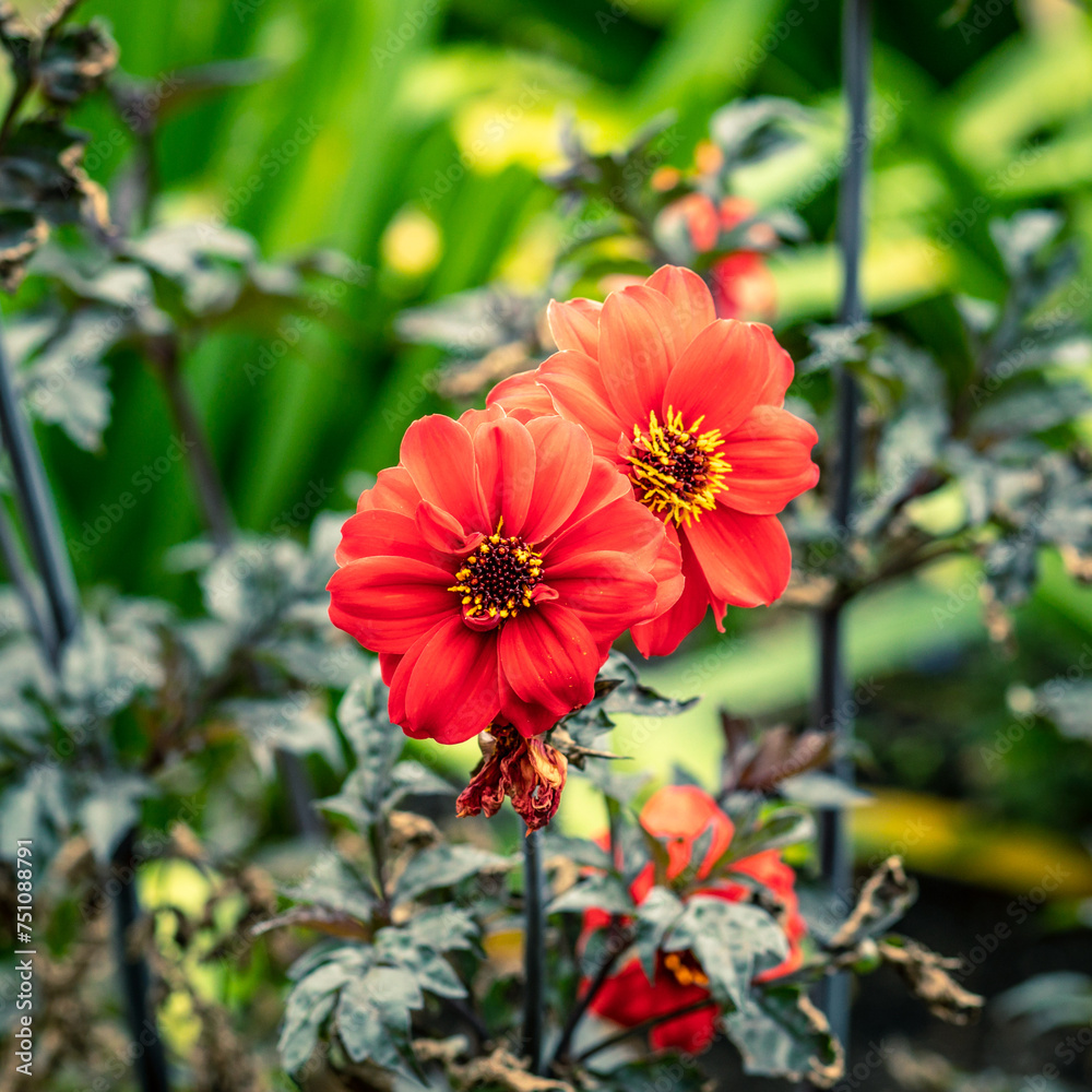 A pair of Bishop of Llandaff flower blossoming surrounded by green foliage. A pair of Bishop of Llandaff flower blossoming surrounded by green foliage.