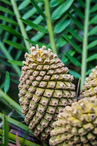 Encephalartos natalensis pine cone cluster growing amid lush green foliage.  photo