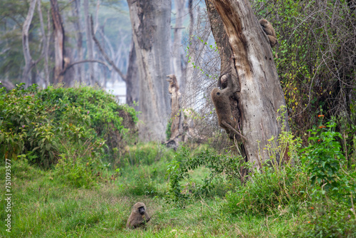 Olive baboons (Papio anubis) at Lake Nakuru National Park, Kenya photo