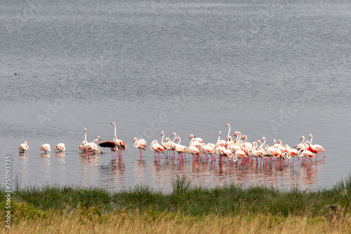 Flamingos (Phoenicopteridae) at Lake Nakuru National Park, Kenya