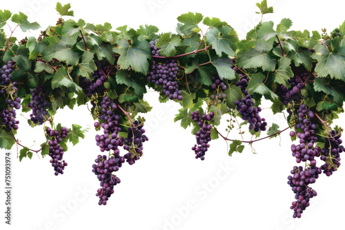 Grape with leaves isolated on transparent background.