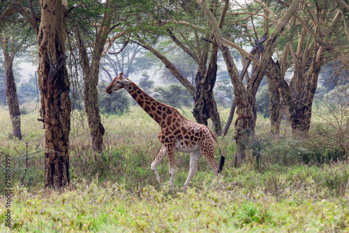 Rothschild s giraffe  Giraffa camelopardalis rothschildi  at Lake Nakuru National Park  Kenya