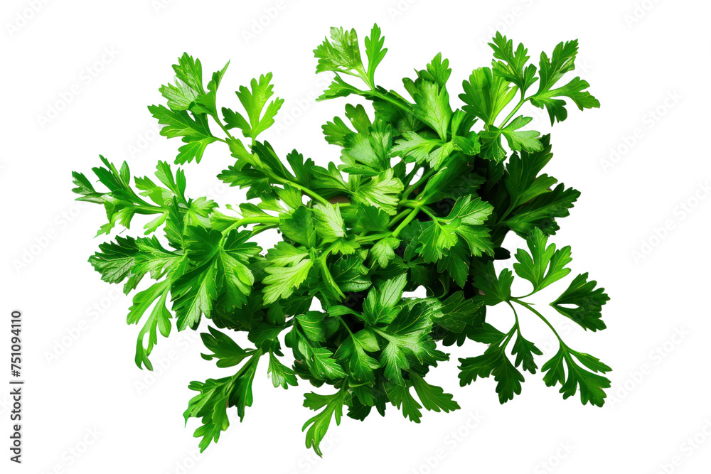 Obraz premium Mediterranean Herbs and Spices: Parsley Leaf Collection Healthy fresh celery. Small bunch, isolated on a clear background.