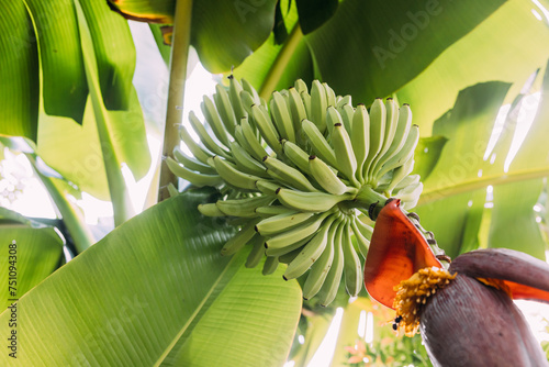 Banana blossom with banana unripe fruit photo
