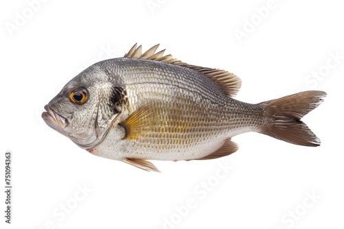 Top view. Golden-headed sea bream (dored) isolated on transparent background. photo