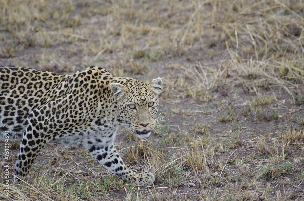 Leopard in the Grassland at the End of the Dry Season in October, Tanzania, Africa Leopard in the Grassland at the End of the Dry Season in October, Tanzania, Africa