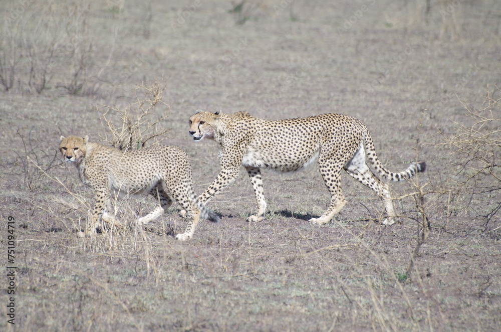 Obraz premium Cheetah Mother and Cubs Walking Side by Side in October, Tanzania