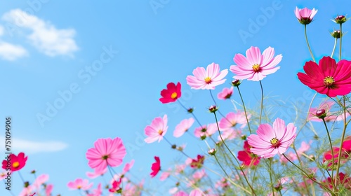 flowers bright sky background,