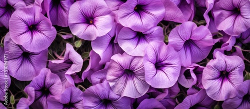 A collection of vibrant purple petunias bloom harmoniously in a vast field, creating a stunning display of natural beauty. The flowers stand out against the green backdrop as they proudly showcase © AkuAku