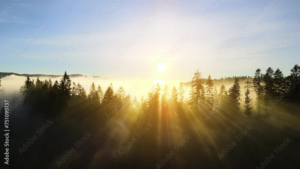 Amazing nature scenery. Bright sun rays shining through spruce trees in mountain woods