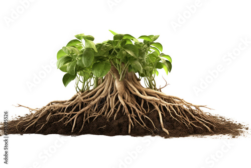 3D image showing a plant's root system Isolated on transparent background. photo