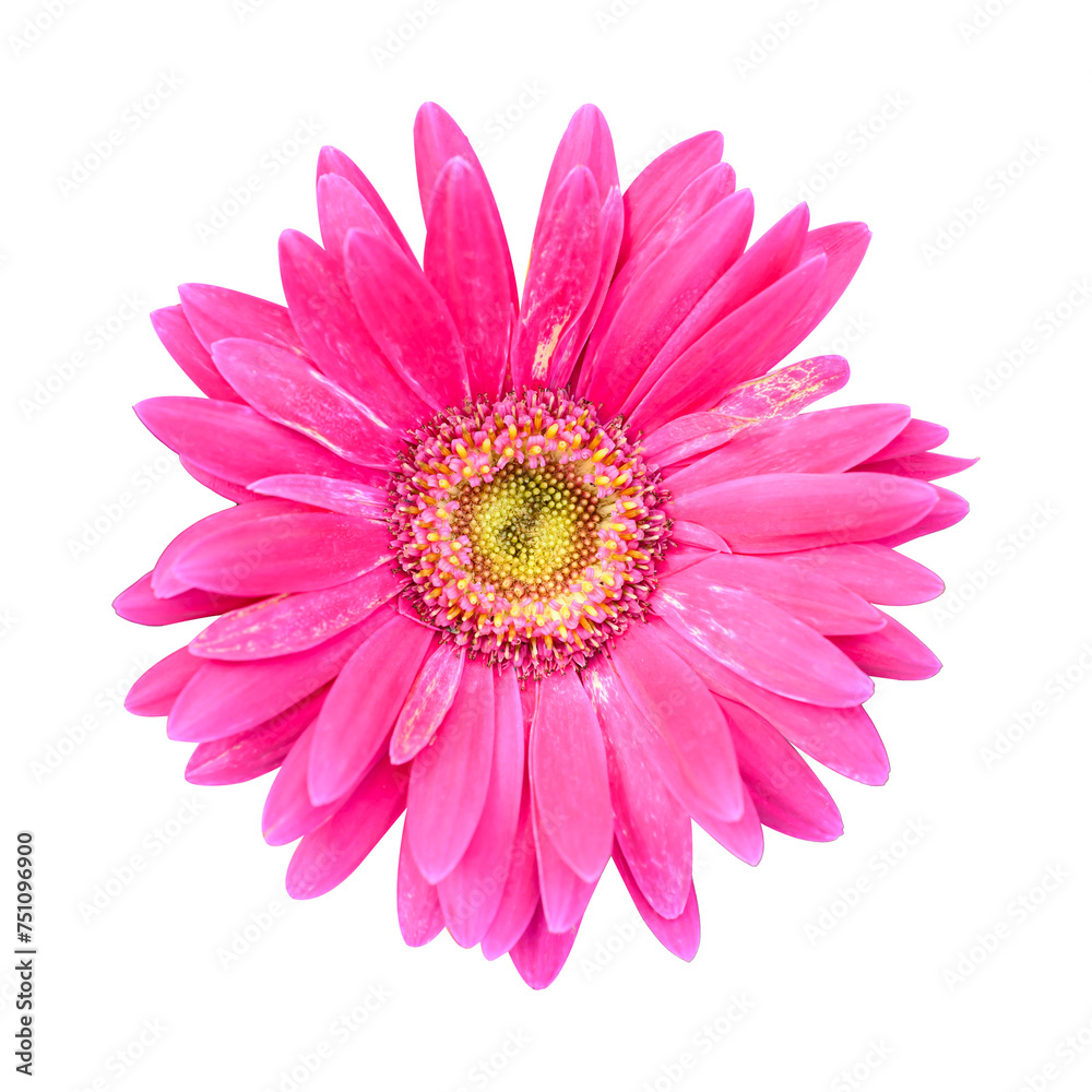 Pink Gerbera hybrida flower blossom in spring season Pink Gerbera hybrida flower blossom in spring season