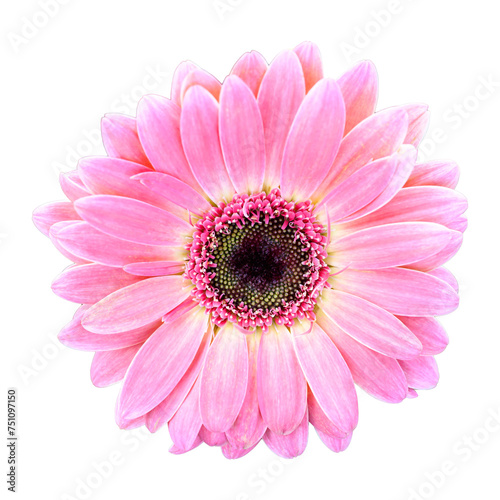 Pink Gerbera hybrida flower blossom in spring season © nungning20