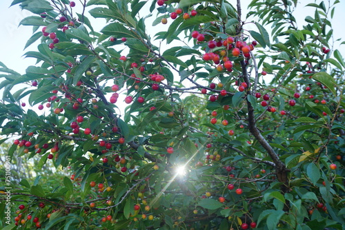Fotografie wild cherry tree