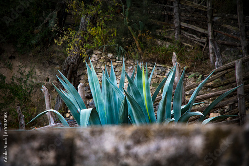 Close Up de magueyes agaves azulados sobre muro en segundo plano en bosque y empedrados mexicanos