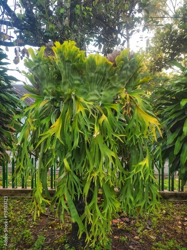 An ornamental plant commonly called "deer antlers" attached to a sapodilla tree. The leaves look like deer antlers and are green