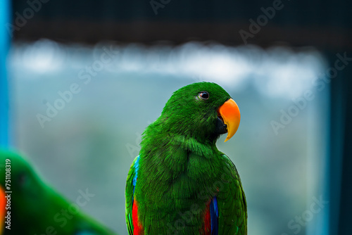 rainbow lorikeet parrot © 力轩 邵