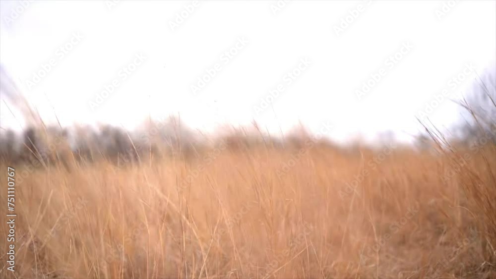 Dry fall grass swaying in the breeze on a cloudy day in a field of beige grass with a shallow depth of field at Mallard Lake in Illinois Dry fall grass swaying in the breeze on a cloudy day in a field of beige grass with a shallow depth of field at Mallard Lake in Illinois