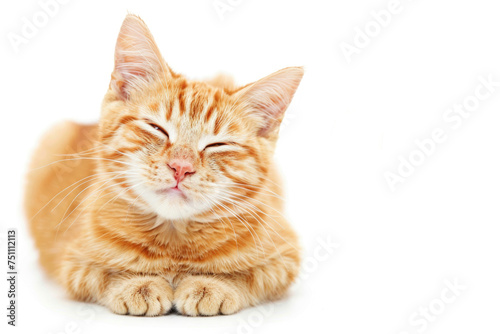 Adorable cat isolated on white background