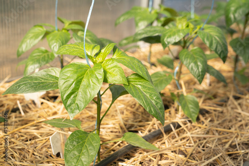Seedlings at home or in a greenhouse. Growing vegetables from bell pepper seeds at home.