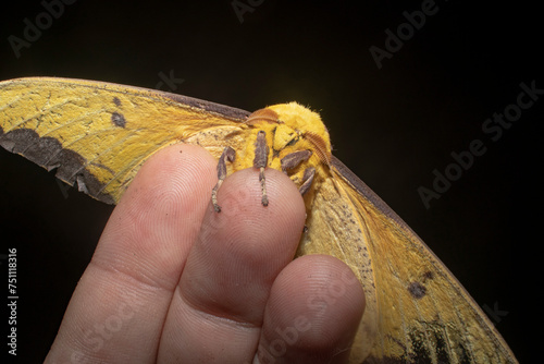Saturniidae moth on person's fingers photo