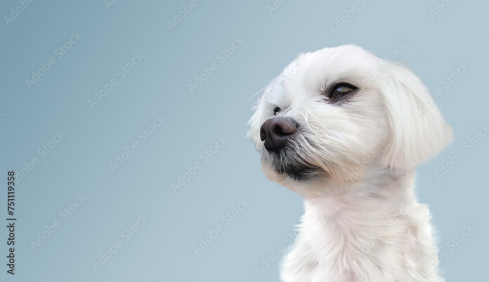 white maltese dog isolated on pastel blue background. white maltese dog isolated on pastel blue background.