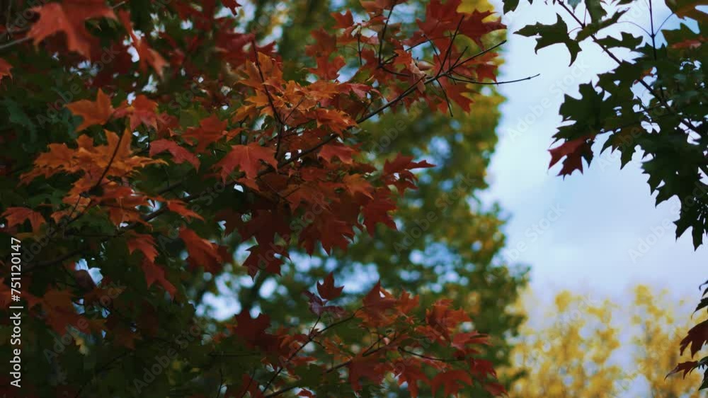 Maple trees autumn leaves. Colorful foliage in the wind, nature slow motion Maple trees autumn leaves. Colorful foliage in the wind, nature slow motion