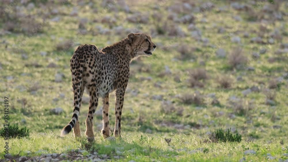 Wild Cheetah On Green Grass Field - Wide Shot Wild Cheetah On Green Grass Field - Wide Shot