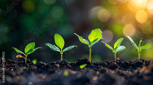 Growth Stages of Plant Seedlings in Soil