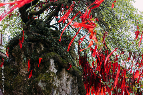 a tree with red ribbons photo