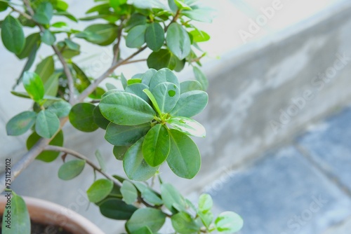 The Chinese bayan plant or ficus microcarpa growth in pot photo