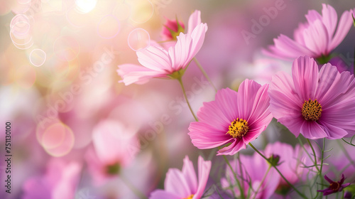 Detail closeup view at pink cosmos flower. Spring time in nature © MuhammadQaiser