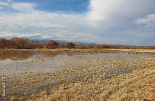 Ducks refuge - Bosque del Apache National Wildlife refuge, New Mexico