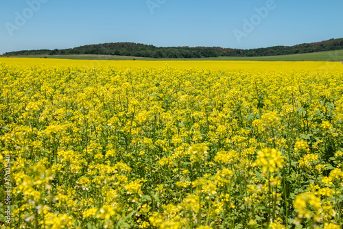 Field of rapeseed. © Sarolta Nagy
