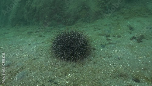 Common sea urchin Evechinus chloroticus crawling on shapeless silty sea floor. Location: Leigh, New Zealand.