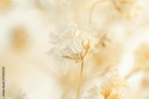 Dry gypsophila flower with light natural blur background macro
